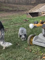 Mittens , a female Australian Cattle Dog for sale in Belmont, WI – 3 of 7
