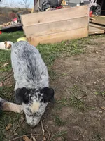 Mittens , a female Australian Cattle Dog for sale in Belmont, WI – 2 of 7