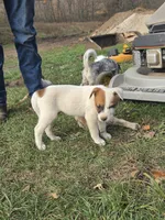 Patches , a male Australian Cattle Dog for sale in Belmont, WI – 2 of 6