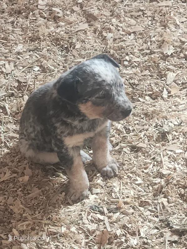 Blue – Australian Cattle Dog puppy for sale in Belmont, WI