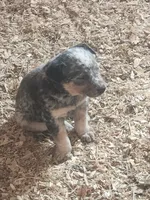 Blue, a female Australian Cattle Dog for sale in Belmont, WI – 1 of 6