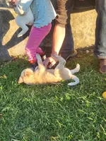 Cheddar , a male Australian Cattle Dog for sale in Belmont, WI – 3 of 5