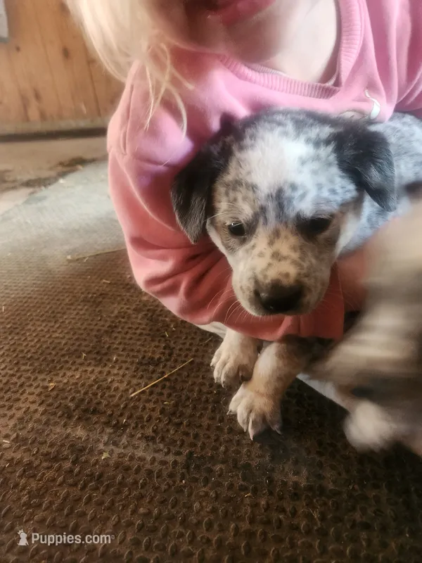 Mittens  – Australian Cattle Dog puppy for sale in Belmont, WI