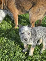 Blue, a female Australian Cattle Dog for sale in Belmont, WI – 2 of 6