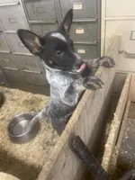 Cheddar , a male Australian Cattle Dog for sale in Belmont, WI – Photo 1 of 2