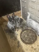 Cheddar , a male Australian Cattle Dog for sale in Belmont, WI – Photo 2 of 2