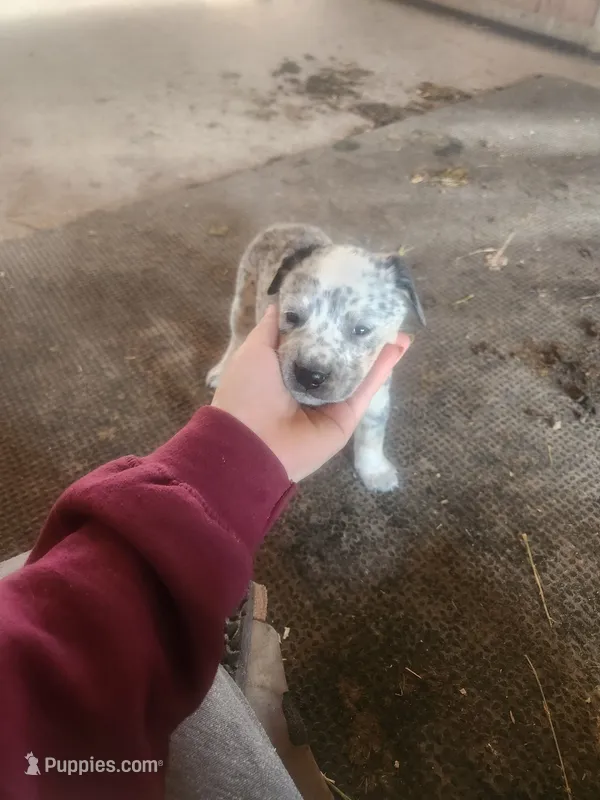 Socks – Australian Cattle Dog puppy for sale in Belmont, WI