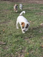 Patches , a male Australian Cattle Dog for sale in Belmont, WI – 5 of 6
