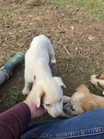 Biscuit , a female Australian Cattle Dog for sale in Belmont, WI – 3 of 4
