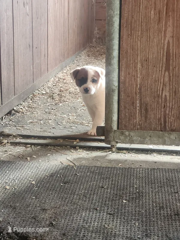 Patches  – Australian Cattle Dog puppy for sale in Belmont, WI