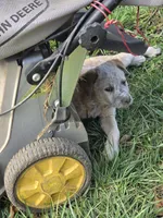 Cheddar , a male Australian Cattle Dog for sale in Belmont, WI – 4 of 5