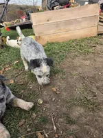 Socks, a male Australian Cattle Dog for sale in Belmont, WI – 2 of 6