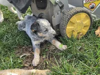 Blue, a female Australian Cattle Dog for sale in Belmont, WI – 4 of 6