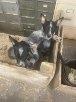 Mac, a male Australian Cattle Dog for sale in Belmont, WI – Photo 1 of 2