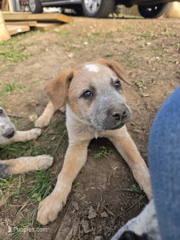 Rustyz – Australian Cattle Dog puppy for sale in Belmont, WI