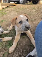 Rustyz, a male Australian Cattle Dog for sale in Belmont, WI – 1 of 4