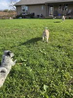 Socks, a male Australian Cattle Dog for sale in Belmont, WI – 6 of 6