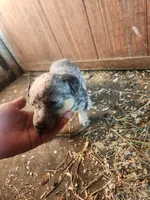 Mittens , a female Australian Cattle Dog for sale in Belmont, WI – 7 of 7