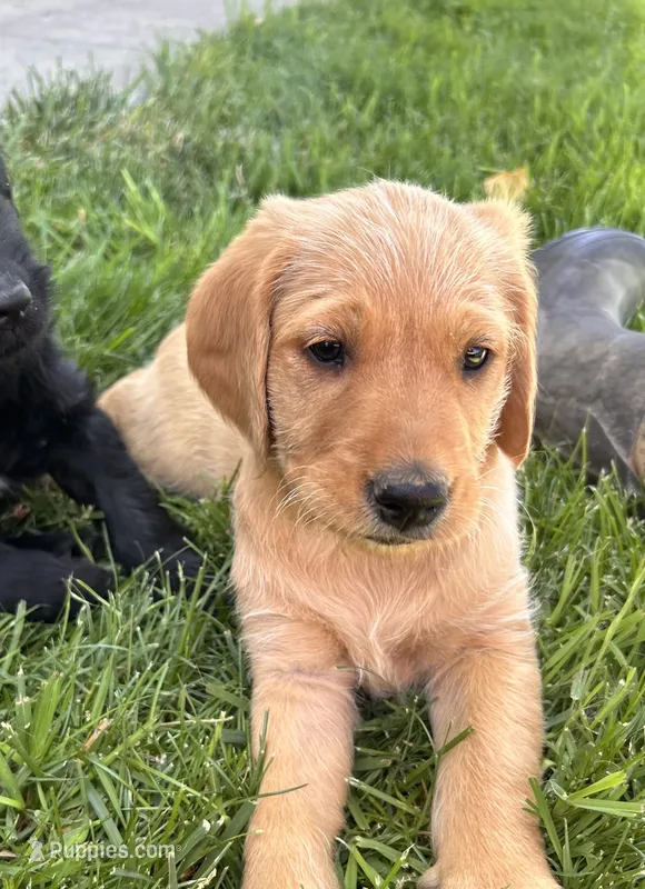 Goldie – Goldendoodle puppy for sale in Montrose, CO