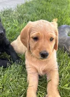 Goldie, a female Goldendoodle for sale in Montrose, CO – 1 of 2
