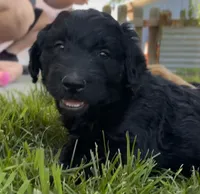 Curly, a female Goldendoodle for sale in Montrose, CO – 2 of 2