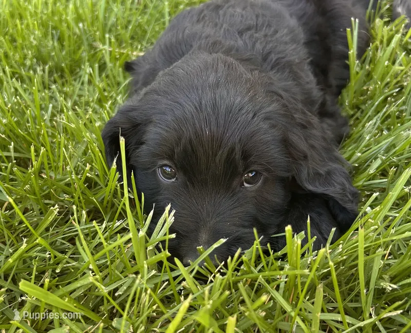 Silky – Goldendoodle puppy for sale in Montrose, CO
