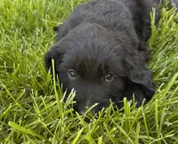Silky, a female Goldendoodle for sale in Montrose, CO – 1 of 2