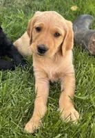 Goldie, a female Goldendoodle for sale in Montrose, CO – 2 of 2