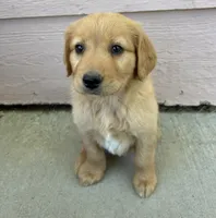 Bella, a female Goldendoodle for sale in Montrose, CO – 2 of 2