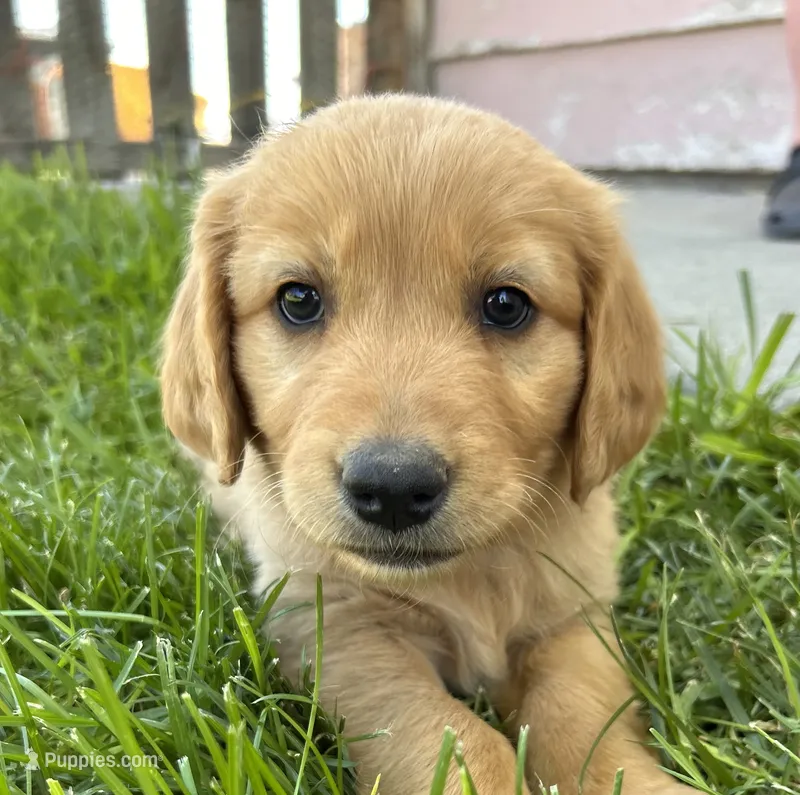 Bella – Goldendoodle puppy for sale in Montrose, CO