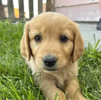 Bella, a female Goldendoodle for sale in Montrose, CO – 1 of 2