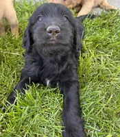 Silky, a female Goldendoodle for sale in Montrose, CO – 2 of 2