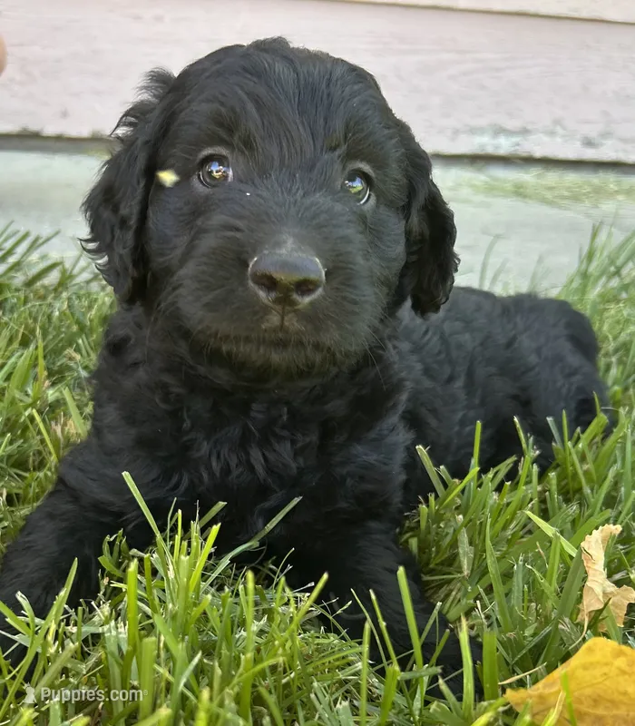 Curly – Goldendoodle puppy for sale in Montrose, CO