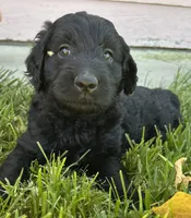 Curly, a female Goldendoodle for sale in Montrose, CO – 1 of 2