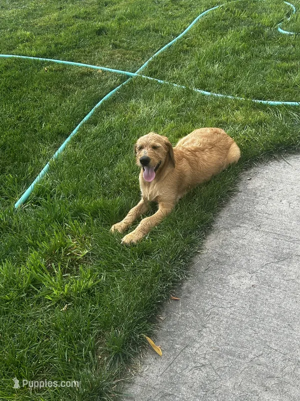 Goldie – Goldendoodle puppy for sale in Montrose, CO