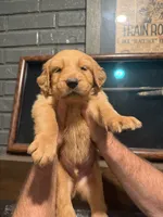 Green plaid, a male Golden Retriever for sale in Waco, TX – 2 of 2