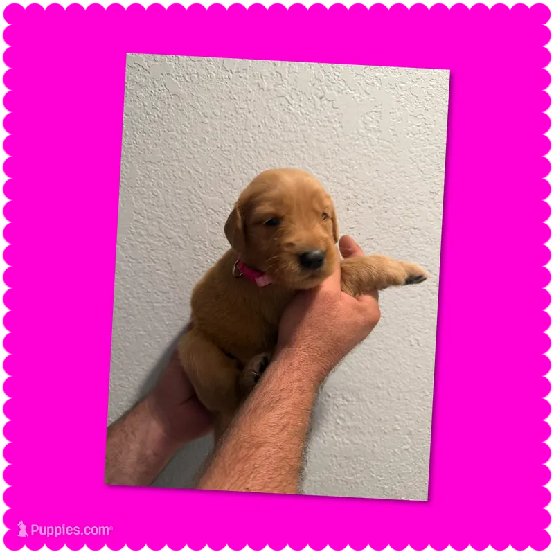 Pink plaid  – Golden Retriever puppy for sale in Waco, TX