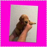 Pink plaid , a female Golden Retriever for sale in Waco, TX – 1 of 1
