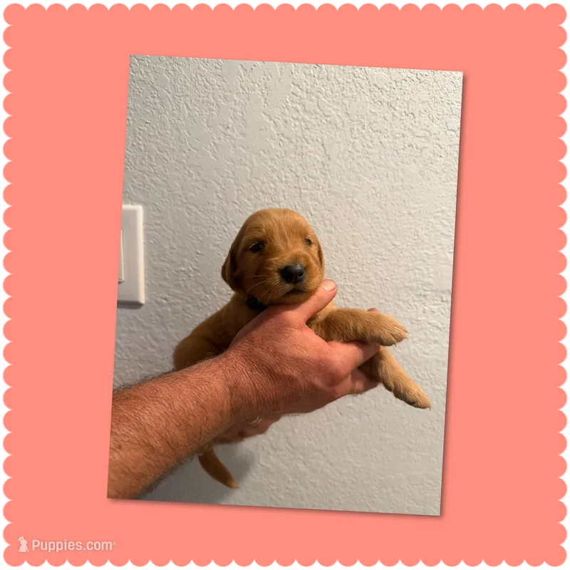 Pink paw print  – Golden Retriever puppy for sale in Waco, TX