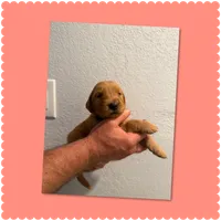 Pink paw print , a female Golden Retriever for sale in Waco, TX – 1 of 1
