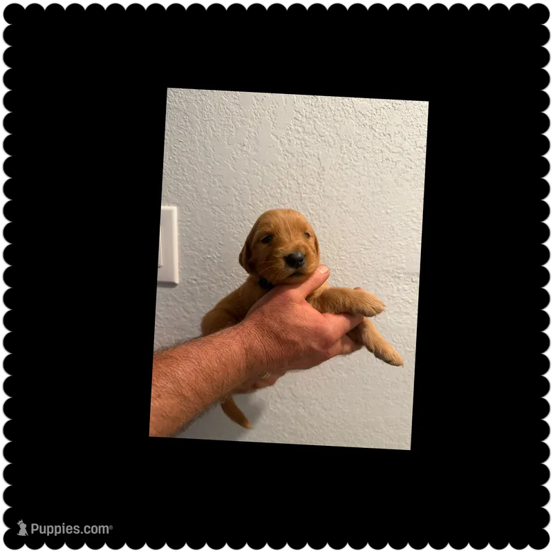 Black  – Golden Retriever puppy for sale in Waco, TX