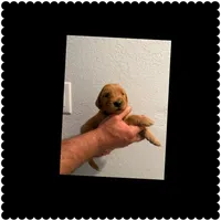 Black , a male Golden Retriever for sale in Waco, TX – 1 of 1