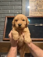 Orange , a male Golden Retriever for sale in Waco, TX – 2 of 2