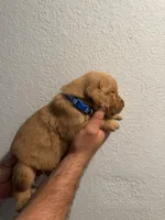 Blue, a male Golden Retriever for sale in Waco, TX – 2 of 2