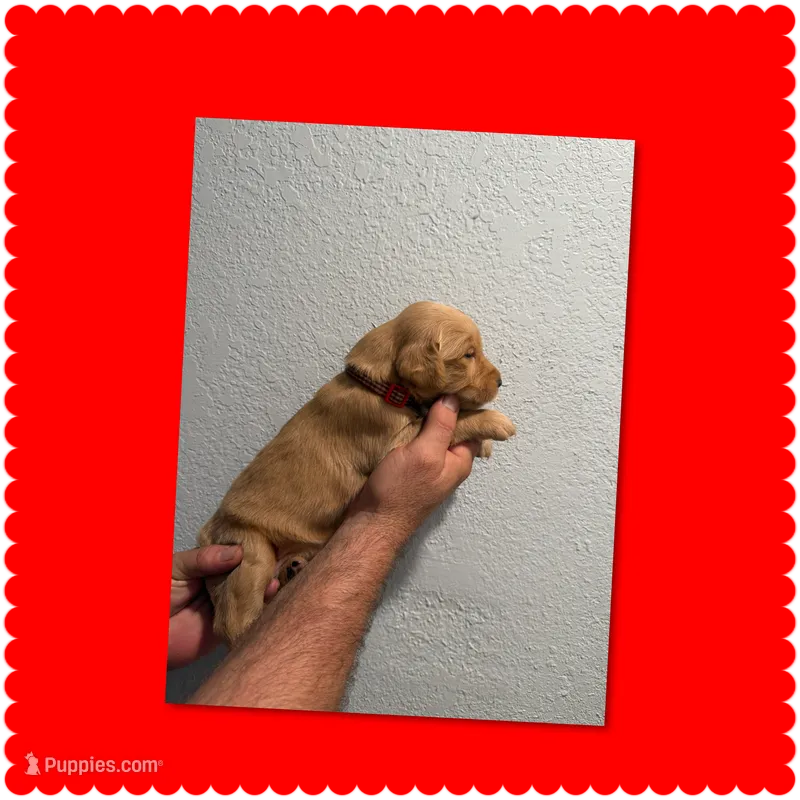Red – Golden Retriever puppy for sale in Waco, TX