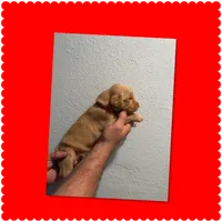 Red, a male Golden Retriever for sale in Waco, TX – 1 of 1