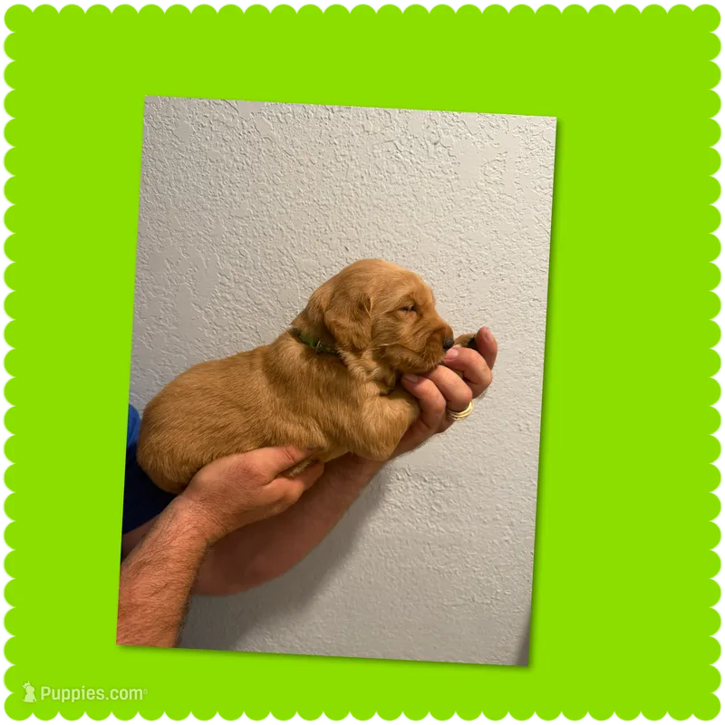 Green paw print – Golden Retriever puppy for sale in Waco, TX
