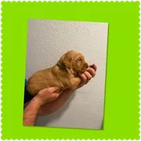 Green paw print, a male Golden Retriever for sale in Waco, TX – 1 of 1