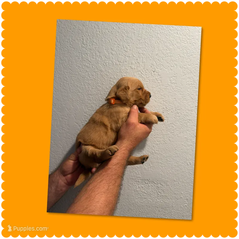 Orange  – Golden Retriever puppy for sale in Waco, TX