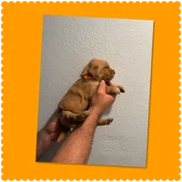 Orange , a male Golden Retriever for sale in Waco, TX – 1 of 1